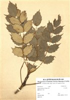 藏品(十大功勞)的圖片